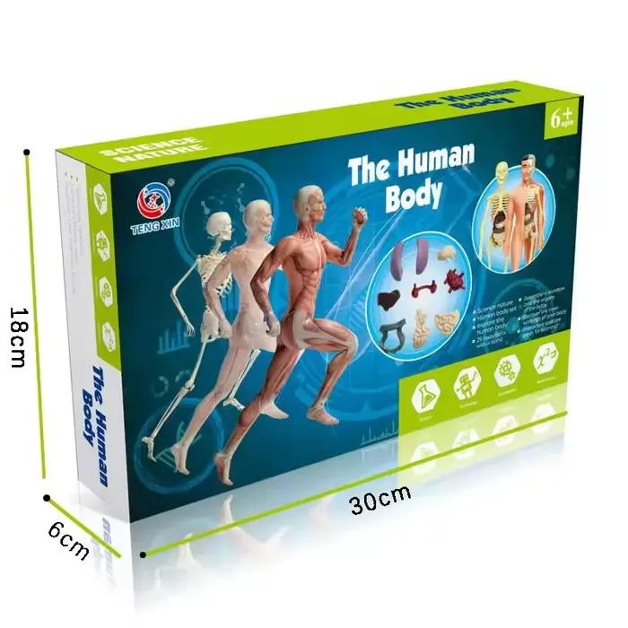 Jeu de science STEM pour enfants, corps humain assemblé, jouets pour enfants, Modules de jouets, kit