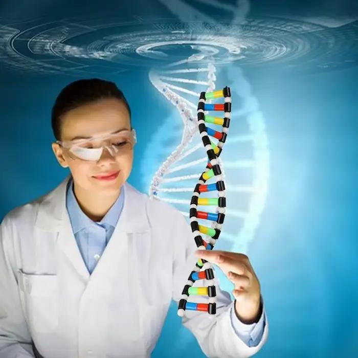 Modèle d'ADN pour Enfants, Jouets d'Assemblage, Jouets Scientifiques Préscolaires, Aide à l'Apprenti