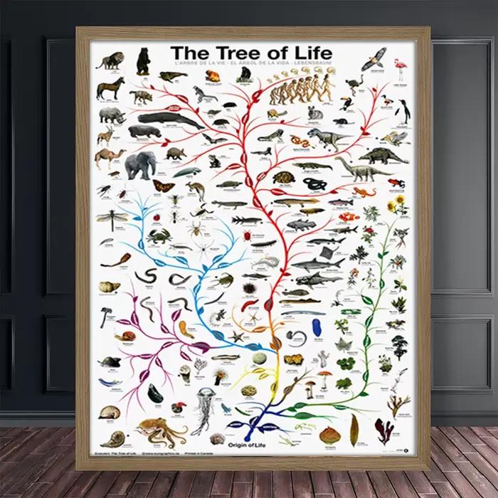 Affiche d'arbre de vie évolution, tableau éducatif de biologie et de sciences pour décoration murale