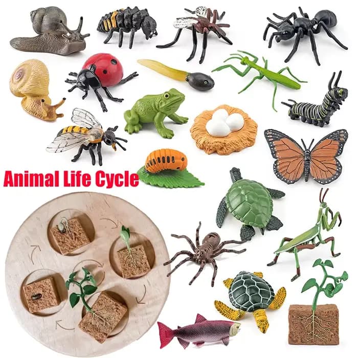 Planche de Cycle de vie des animaux, jouets pour enfants, outils pédagogiques Montessori, ensemble d