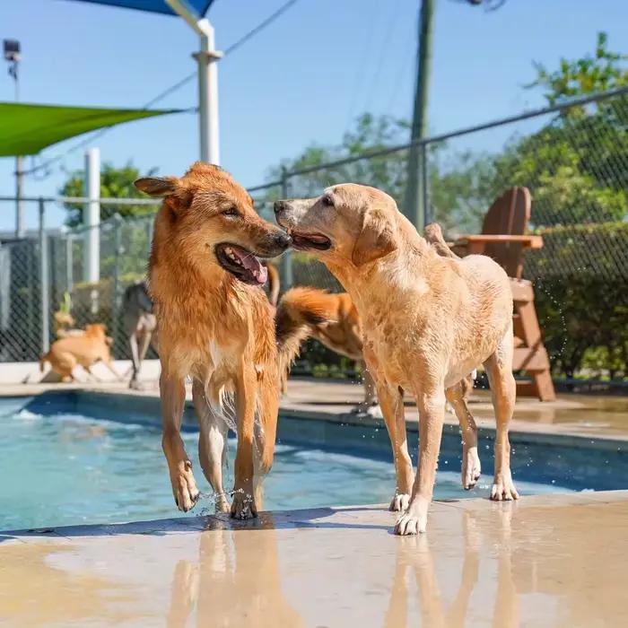Piscine Portable avec tampon anti-éclaboussures pour chiens, avec fontaine d'arrosage, bain et refroidissement pour animaux de compagnie en plein air, pulvérisation d'eau et refroidissement par glace