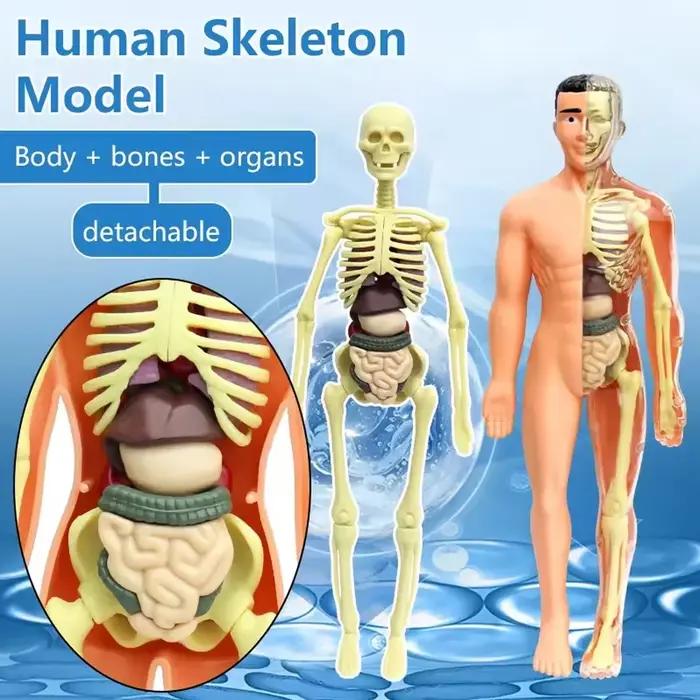 Modèle de corps humain 3D pour enfants Animaux Nature Professions Sports Kmoist Apprendre Assembler Jouet éducatif Occasions spéciales