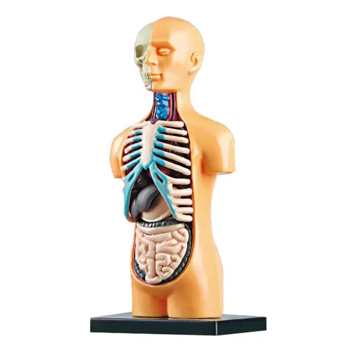 Jeu de science STEM pour enfants, corps humain assemblé, jouets pour enfants, Modules de jouets, kit d'organes d'anatomie, os