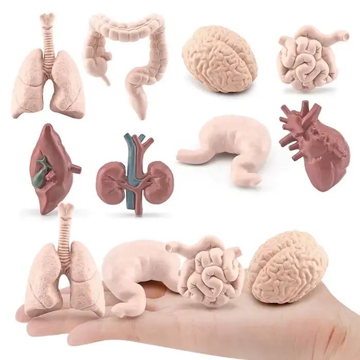 Modèle de torse de corps humain pour enfants, jouets d'apprentissage, outils de biologie du cerveau, du cœur, du vagin, du rein, fuchsia, simulation