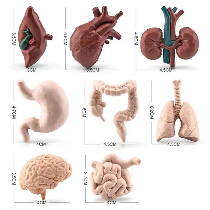Modèle de torse de corps humain pour enfants, jouets d'apprentissage, outils de biologie du cerveau, du cœur, du vagin, du rein, fuchsia, simulation