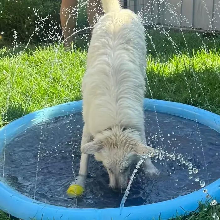 Piscine Portable avec tampon anti-éclaboussures pour chiens, avec fontaine d'arrosage, bain et refroidissement pour animaux de compagnie en plein air, pulvérisation d'eau et refroidissement par glace