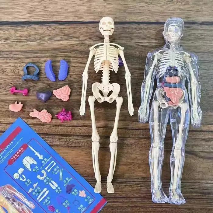 Éducation scientifique pour enfants assemblage cognitif squelette humain modèle d'organe jouets Structure de squelette Puzzle jouets d'assemblage pour les enfants