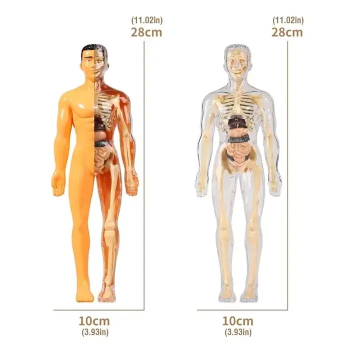 Modèle de corps humain 3D pour enfants Animaux Nature Professions Sports Kmoist Apprendre Assembler Jouet éducatif Occasions spéciales
