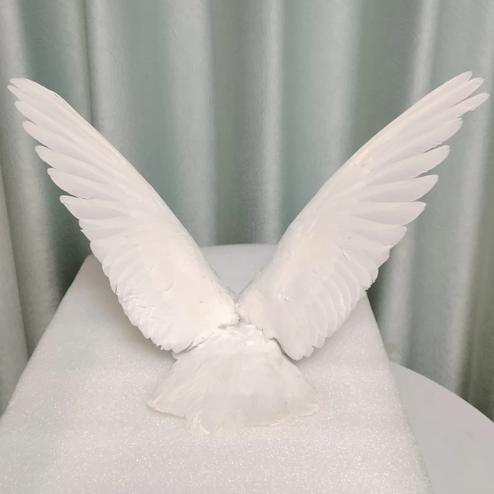 Spécimen de pigeon de taxidermie, oiseau blanc, spécimen de colomba pour l'éducation scientifique, o