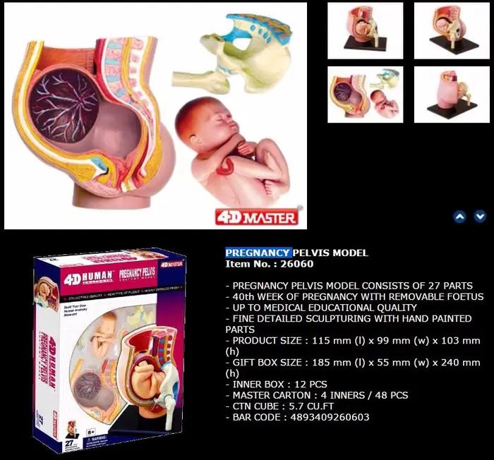 Puzzle de modèle d'anatomie humaine 4d Master, jouets de Vision d'anatomie médicale éducative pour b