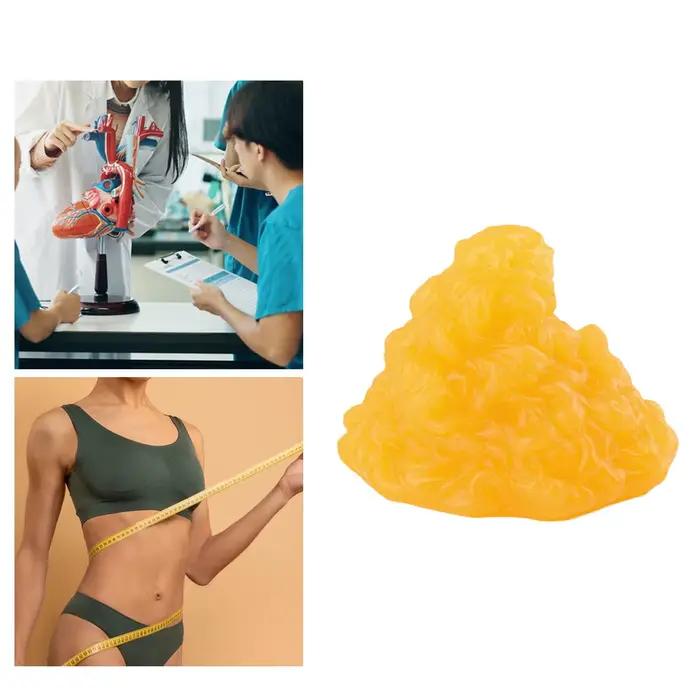 Modèle d'anatomie de physiologie d'enseignement en classe de graisse corporelle humaine, Train de fitness, modèle de graisse simulée humaine pour infirmière d'hôpital scolaire