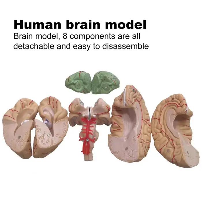 Simulation de modèle de cerveau humain