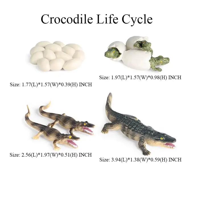 Jouet de crocodile Figure jouets Alligator modèle Cycle de vie Playset Figurines d'animaux figurine d'action Reptile animaux enfants cadeaux jeux