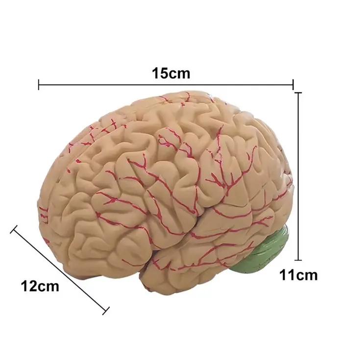 Simulation de modèle de cerveau humain