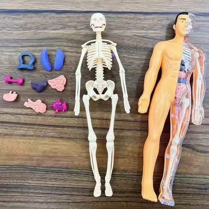 Éducation scientifique pour enfants assemblage cognitif squelette humain modèle d'organe jouets Structure de squelette Puzzle jouets d'assemblage pour les enfants