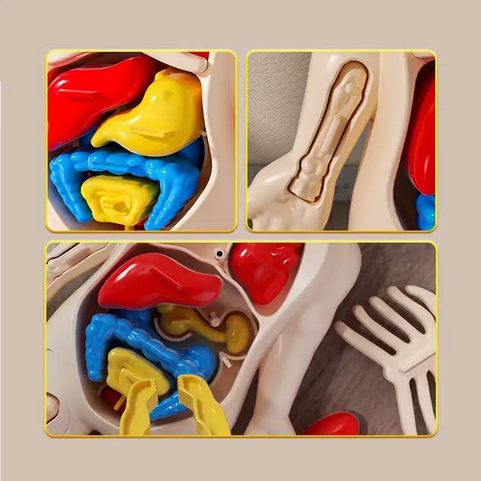 Modèle de structure corporelle pour enfants, organes détachables, organes internes, assemblage du tronc, éducation éducative, jouets pour enfants