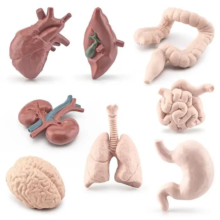 Modèle de torse de corps humain pour enfants, jouets d'apprentissage, outils de biologie du cerveau, du cœur, du vagin, du rein, fuchsia, simulation