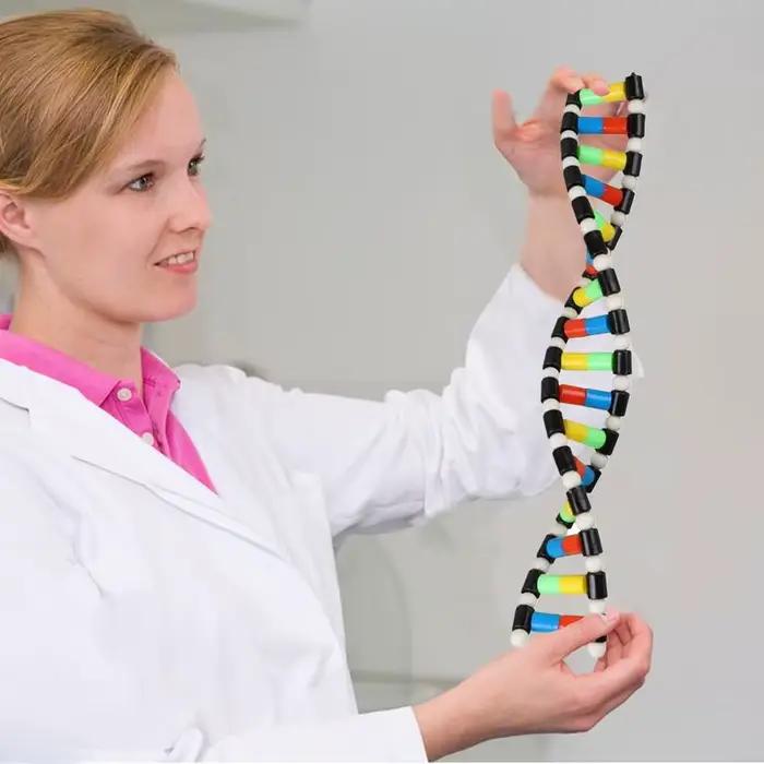 Modèle d'ADN pour Enfants, Jouets d'Assemblage, Jouets Scientifiques Préscolaires, Aide à l'ApprentiCumbria du Fuchsia, Jeux Scolaires