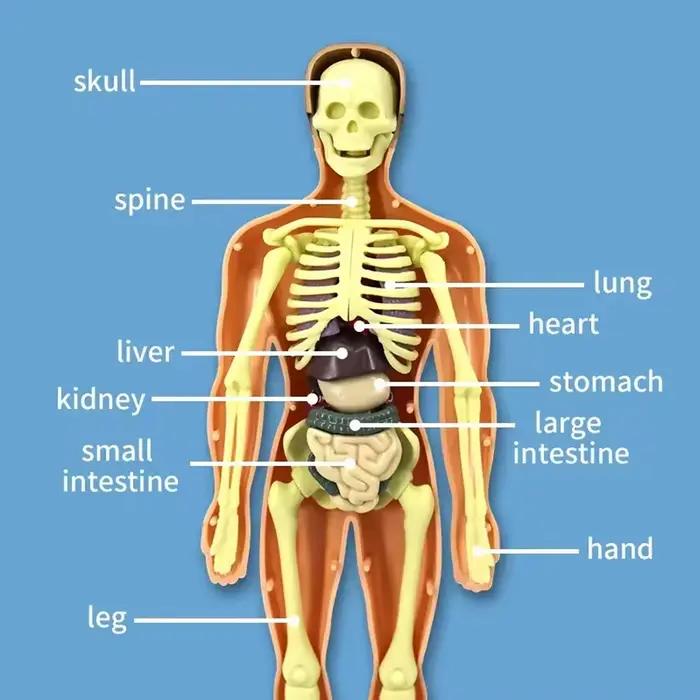 Modèle de corps humain 3D pour enfants Animaux Nature Professions Sports Kmoist Apprendre Assembler Jouet éducatif Occasions spéciales