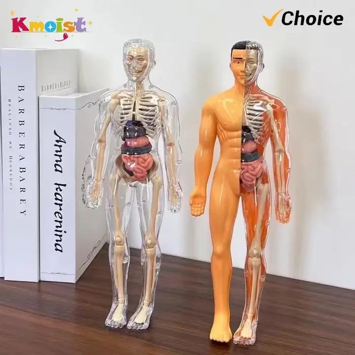 Modèle de corps humain 3D pour enfants Animaux Nature Professions Sports Kmoist Apprendre Assembler Jouet éducatif Occasions spéciales