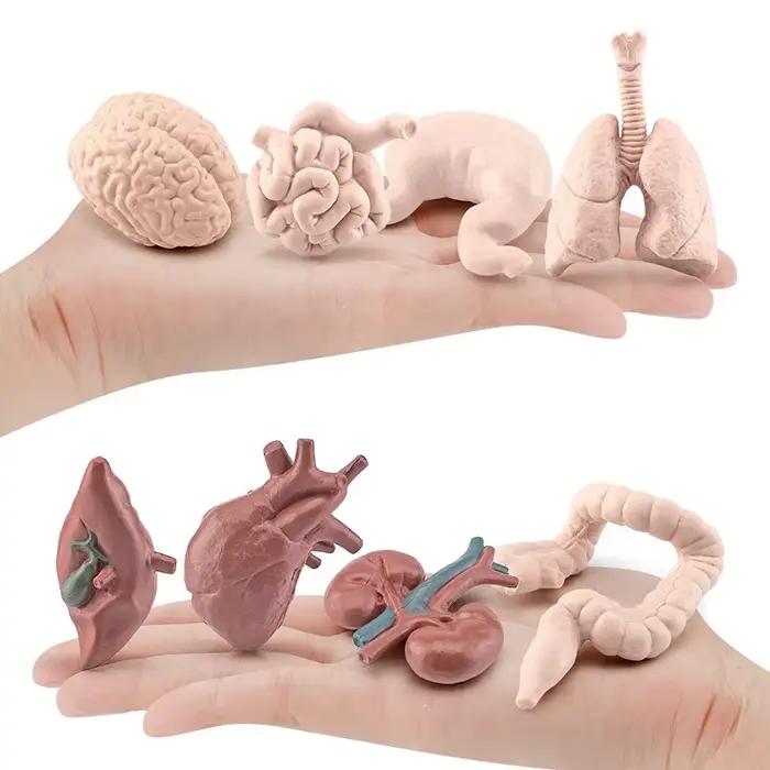 Modèle de torse de corps humain pour enfants, jouets d'apprentissage, outils de biologie du cerveau, du cœur, du vagin, du rein, fuchsia, simulation