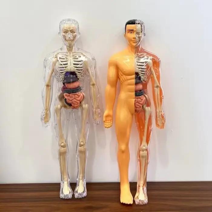 Modèle de corps humain 3D pour enfants Animaux Nature Professions Sports Kmoist Apprendre Assembler Jouet éducatif Occasions spéciales